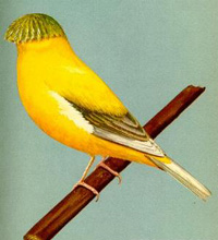Norwich Canary